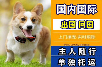 楚雄州宠物托运公司楚雄州宠物托运公司楚雄州宠物托运公司