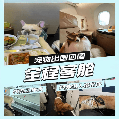 楚雄州宠物托运到白俄罗斯宠物入境规定和要求